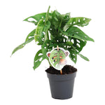Load image into Gallery viewer, Monstera obliqua &#39;Monkey Leaf&#39; - 25 cm - ø12
