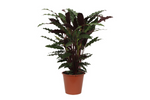 Load image into Gallery viewer, Calathea Wavestar - 80 cm - Ø19cm
