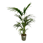 Load image into Gallery viewer, Kentia Palm - 130 cm - Ø21cm
