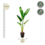 Load image into Gallery viewer, Strelitzia Augusta - 220cm - ⌀30
