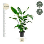 Load image into Gallery viewer, Strelitzia Nicolai - Ø24cm - ↕140-150cm
