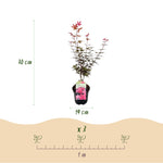 Load image into Gallery viewer, Set van 2 Japanse Esdoorn - Acer palmatum Skeetsers Broom - Paars
