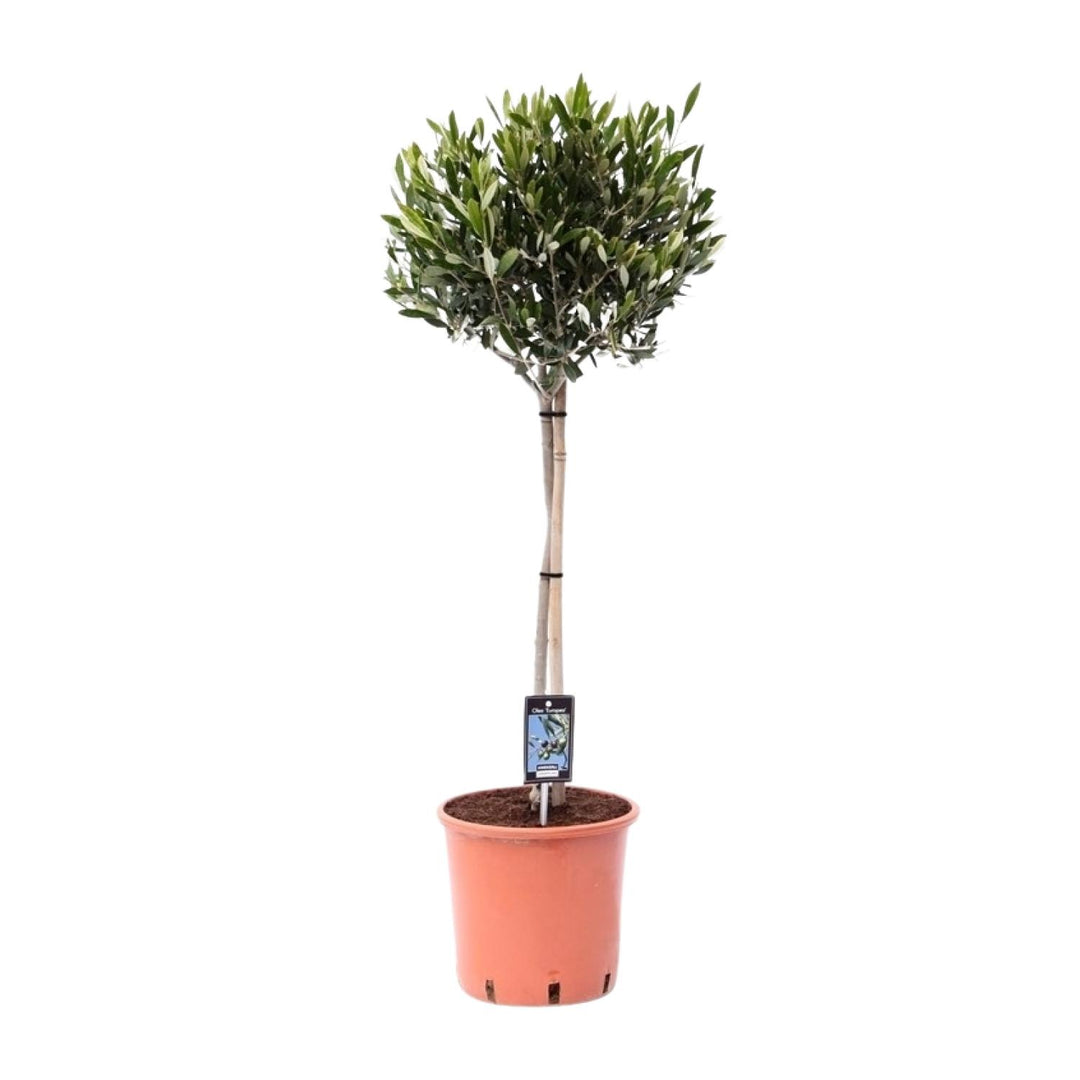 Olea Europaea – Olijfboom – Ø22 cm – ↕100 cm