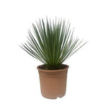 Load image into Gallery viewer, Yucca Rostrata - 60 cm - ø24cm
