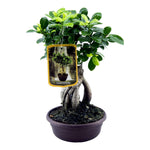 Load image into Gallery viewer, Ficus Microcarpa Ginseng - 30 cm - Ø17cm
