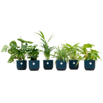 Load image into Gallery viewer, Verrassingsbox - 6 planten inclusief elho Vibes Fold Round Ø14 blauw
