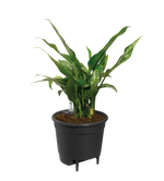 Load image into Gallery viewer, Self Watering Insert - 21 cm
