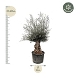 Load image into Gallery viewer, Olea Europaea Bonsai - 270cm- Ø80
