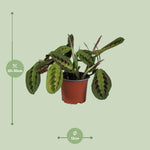 Load image into Gallery viewer, Maranta Leuconeura Fascinator - Ø12cm - ↕30cm

