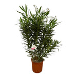 Load image into Gallery viewer, Nerium Oleander struik met witte bloem - 160 cm - Ø32cm
