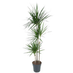 Load image into Gallery viewer, Dracaena Marginata - Ø24cm - ↕160cm
