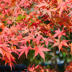 Load image into Gallery viewer, Set van 2 Japanse Esdoorn - Acer palmatum Shaina - Rood

