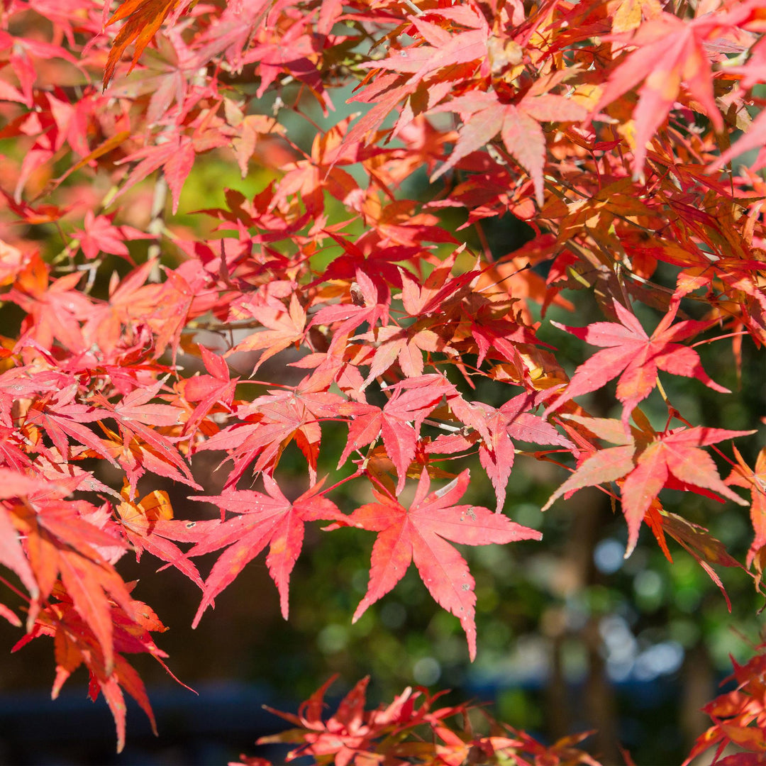 Set van 2 Japanse Esdoorn - Acer palmatum Shaina - Rood