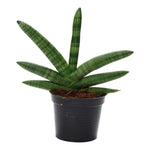 Load image into Gallery viewer, Sansevieria Skyline - 25 cm - ø10,5
