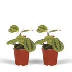 Load image into Gallery viewer, Maranta Fascinator  - 2 stuks - Ø12cm - ↕20cm

