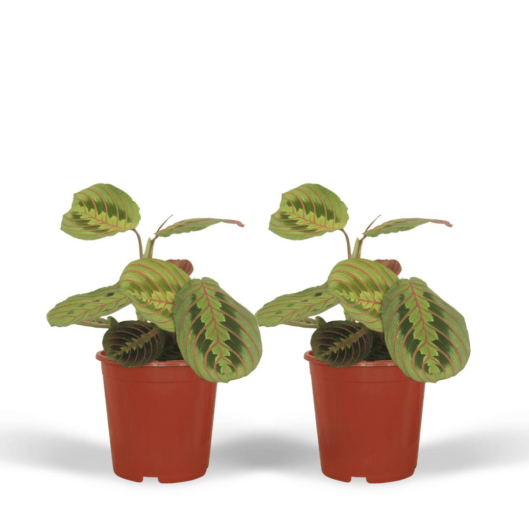 Maranta Fascinator  - 2 stuks - Ø12cm - ↕20cm