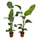Load image into Gallery viewer, 2x Strelitzia Nicolai - 100 cm - Ø17
