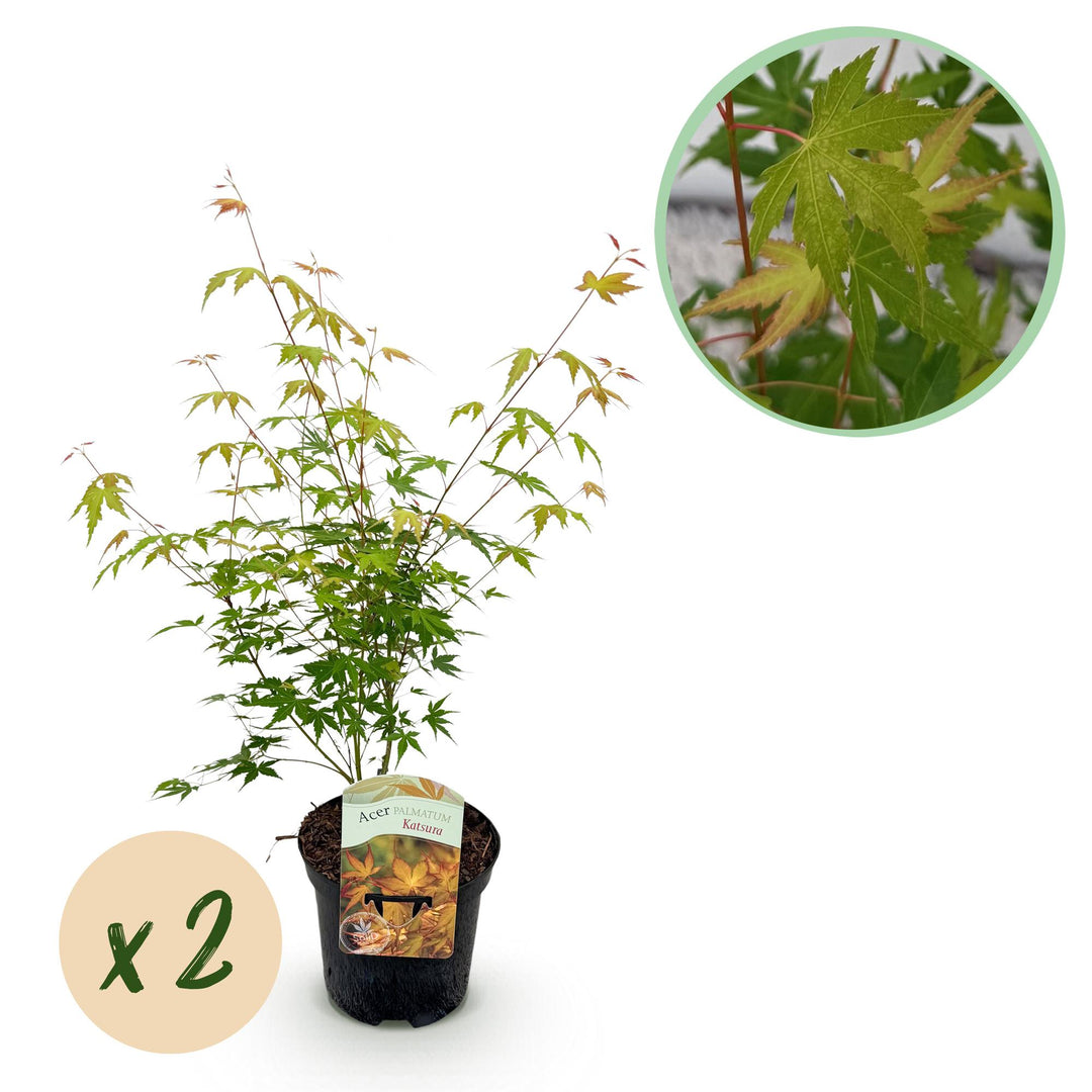 Set van 2 Japanse Esdoorn - Acer palmatum Katsura - Oranje