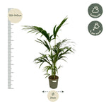 Load image into Gallery viewer, Kentia Palm - 130 cm - Ø21cm
