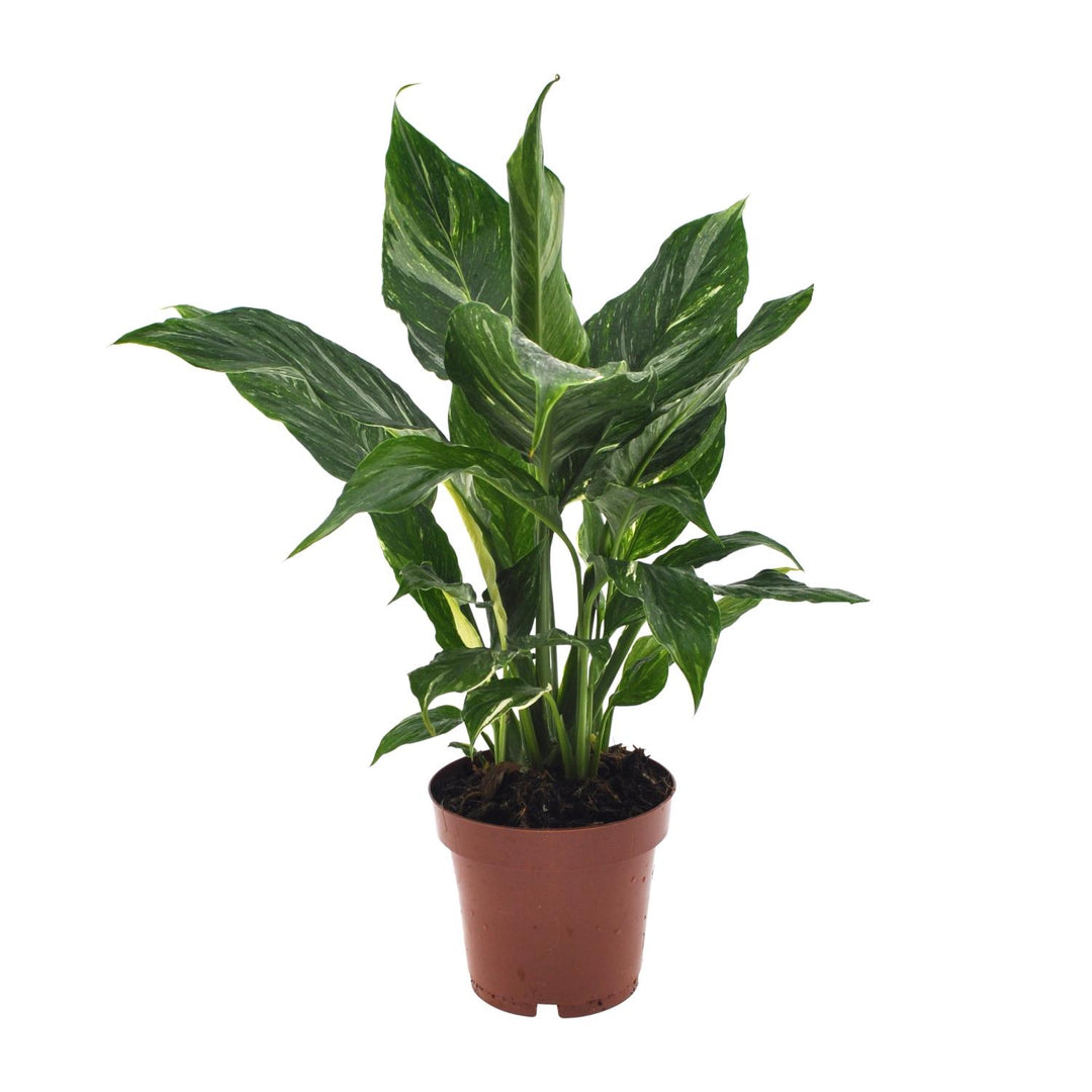 STUDENT DEAL: Frisse Focus Pack – 3 luchtzuiverende planten voor op kot