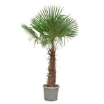 Load image into Gallery viewer, Trachycarpus Fortunei - 240- 270 cm - Ø55cm
