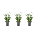 Load image into Gallery viewer, 3x Sansevieria Kirkii - 38 cm - ø12
