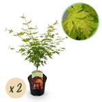 Load image into Gallery viewer, Set van 2 Japanse Esdoorn - Acer palmatum Orange Dream - Oranje
