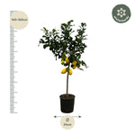 Load image into Gallery viewer, Citrus Lemon - Citroenboom - 150 cm - Ø24cm

