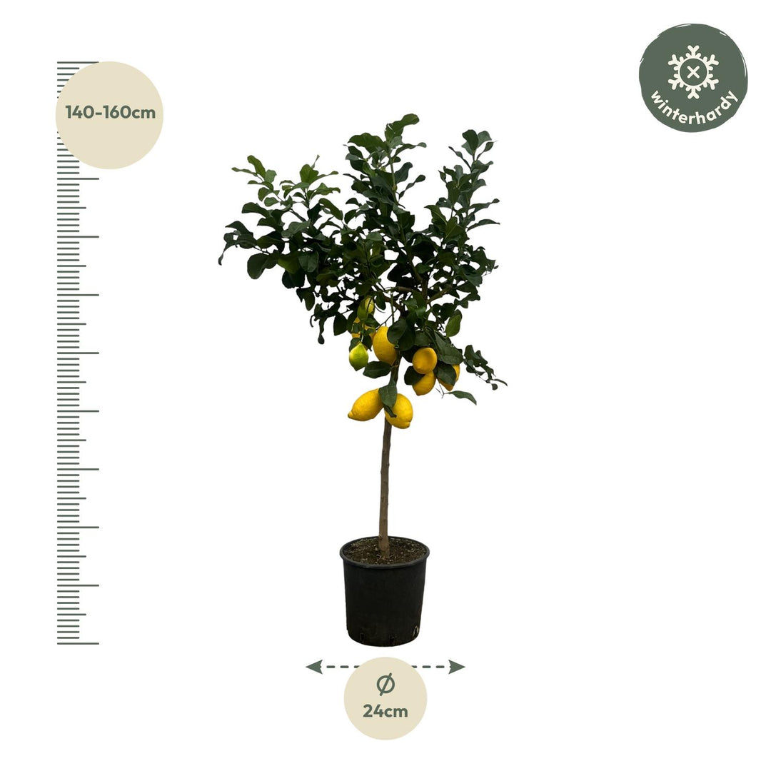 Citrus Lemon - Citroenboom - 150 cm - Ø24cm