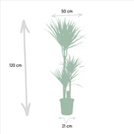 Load image into Gallery viewer, Dracaena Marginata - Ø21cm - ↕120cm
