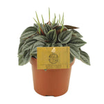 Load image into Gallery viewer, Peperomia Napoli Nights - Ø10,5cm - ↕15cm
