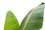 Load image into Gallery viewer, Strelitzia Augusta - 220cm - ⌀30
