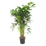Load image into Gallery viewer, Caryota Mitis - 140 cm - ø24
