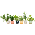 Load image into Gallery viewer, Verrassingsbox - 6 planten inclusief elho Vibes Fold Round Ø14 kleurenmix
