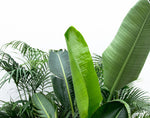Load image into Gallery viewer, Voordeelpakket XXL - Kentia, Strelitzia Nicolai , Areca - (200-225cm)
