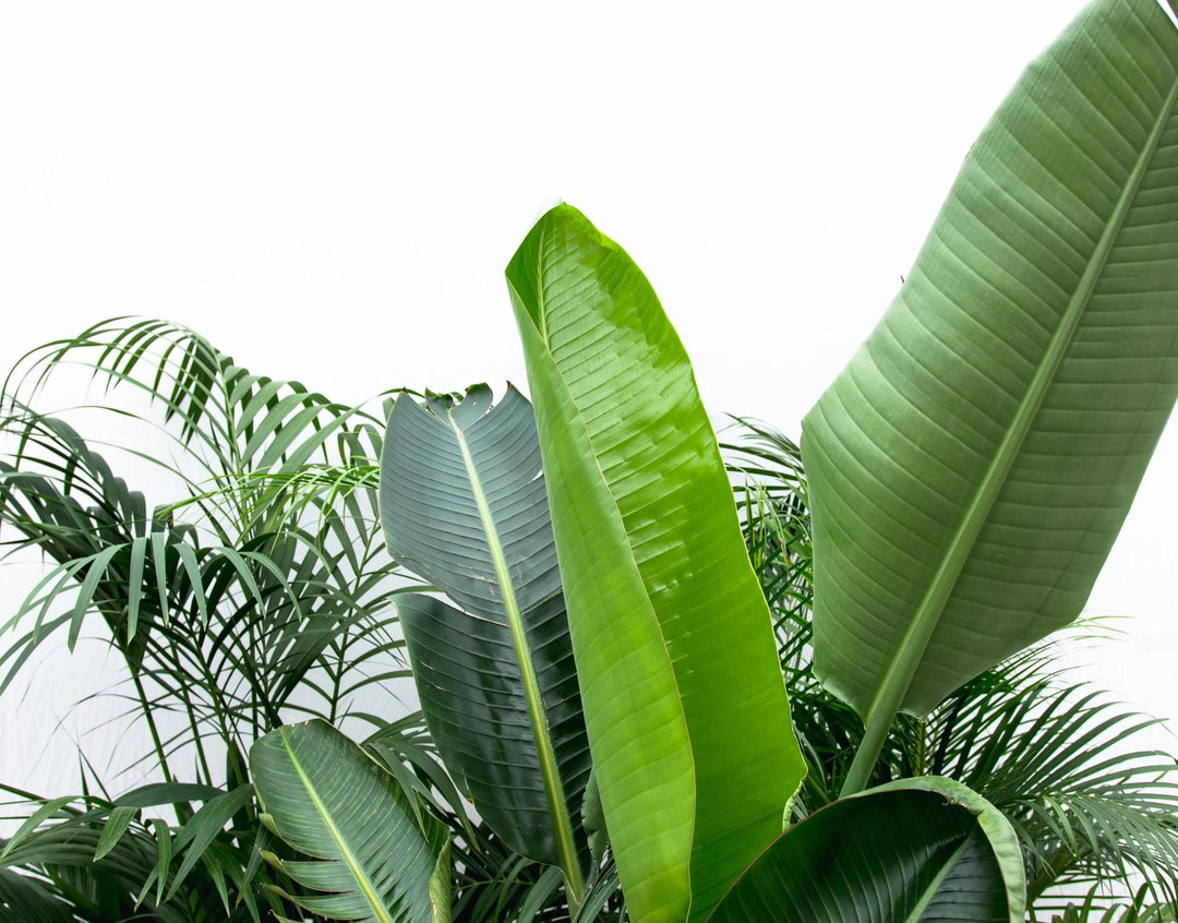 Voordeelpakket XXL - Kentia, Strelitzia Nicolai , Areca - (200-225cm)