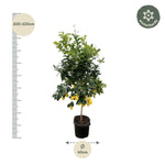 Load image into Gallery viewer, Citrus Lemon - 200cm - ø40
