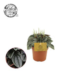 Load image into Gallery viewer, Peperomia Napoli Nights - Ø10,5cm - ↕15cm
