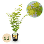 Load image into Gallery viewer, Set van 2 Japanse Esdoorn - Acer palmatum Jordan - Geel
