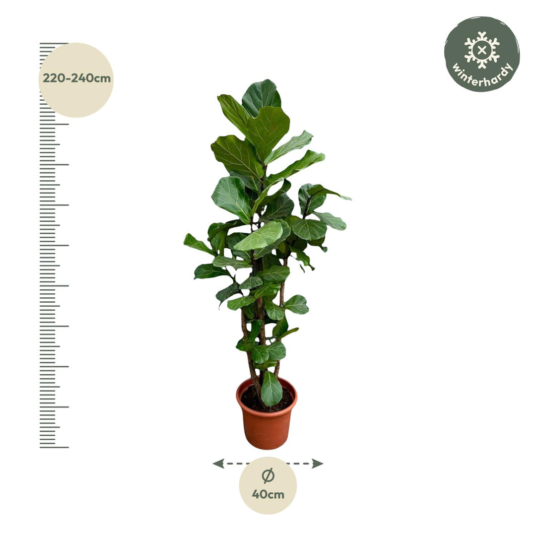 Ficus Lyrata vertakt XXL - Ø40cm - ↕220cm