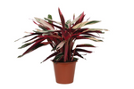 Load image into Gallery viewer, Calathea Triostar (Stromanthe) - 70 cm - Ø19cm

