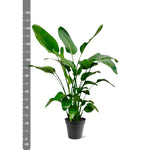 Load image into Gallery viewer, Strelitzia Nicolai - Ø24cm - ↕140-150cm
