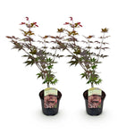 Load image into Gallery viewer, Set van 2 Japanse Esdoorn - Acer palmatum Atropurpureum - Paars
