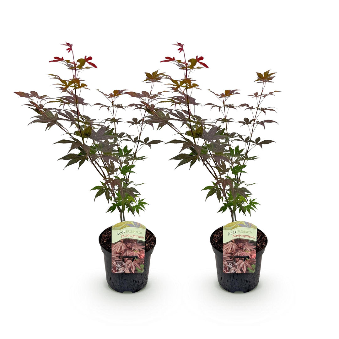 Set van 2 Japanse Esdoorn - Acer palmatum Atropurpureum - Paars