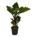 Load image into Gallery viewer, Alocasia Low Raider - 75 cm - Ø26cm
