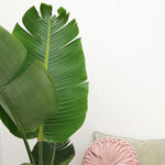 Load image into Gallery viewer, Strelitzia Augusta - 180cm - ⌀30
