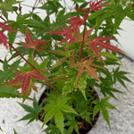 Load image into Gallery viewer, Set van 2 Japanse Esdoorn - Acer palmatum Phoenix - Roze
