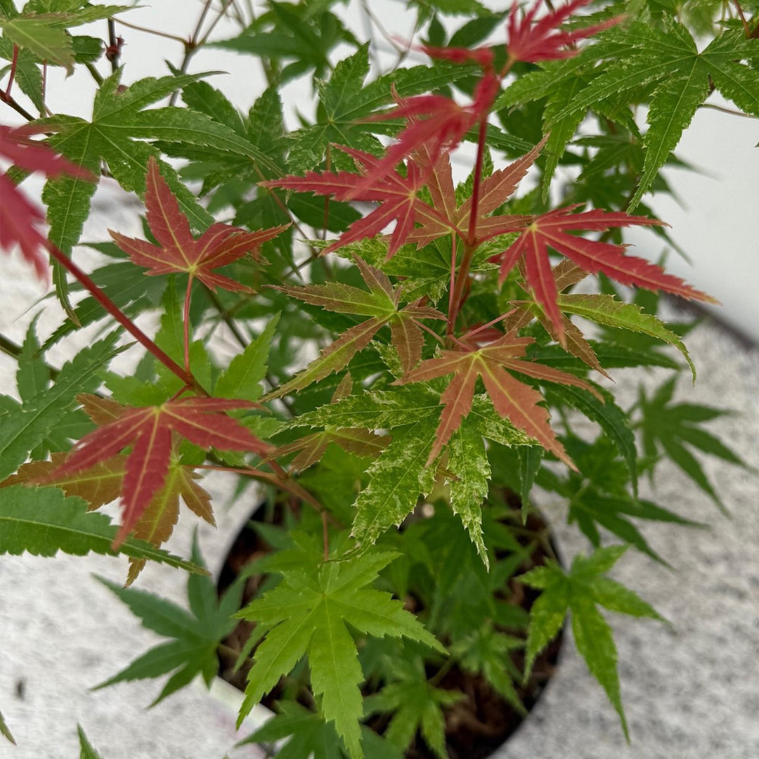Set van 2 Japanse Esdoorn - Acer palmatum Phoenix - Roze
