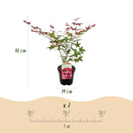 Load image into Gallery viewer, Set van 2 Japanse Esdoorn - Acer palmatum Beni Maiko - Rood
