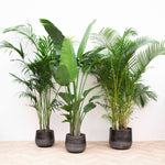 Load image into Gallery viewer, Voordeelpakket XXL - Kentia, Strelitzia Nicolai , Areca - (200-225cm)
